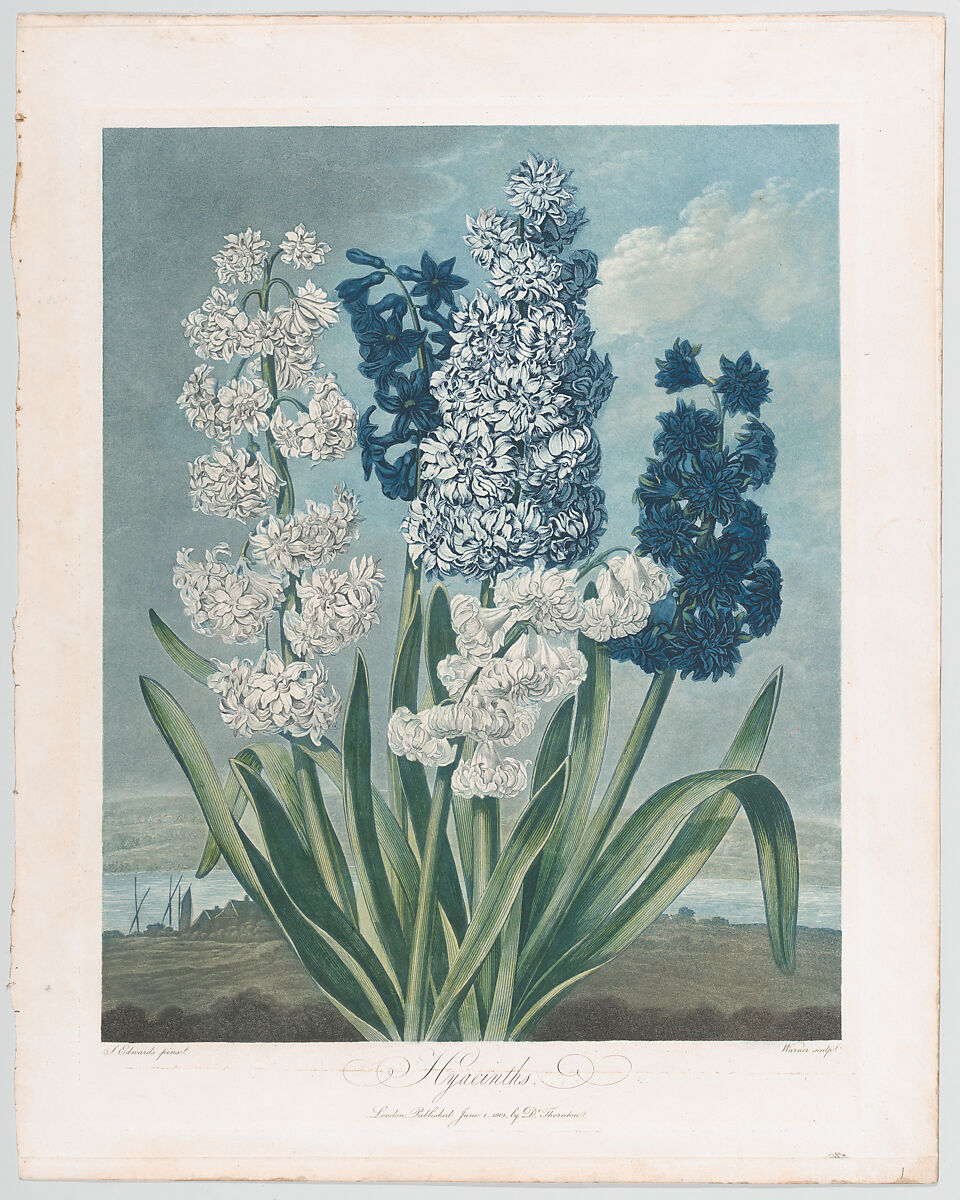 Hyacinths from The Temple of Flora, 1801