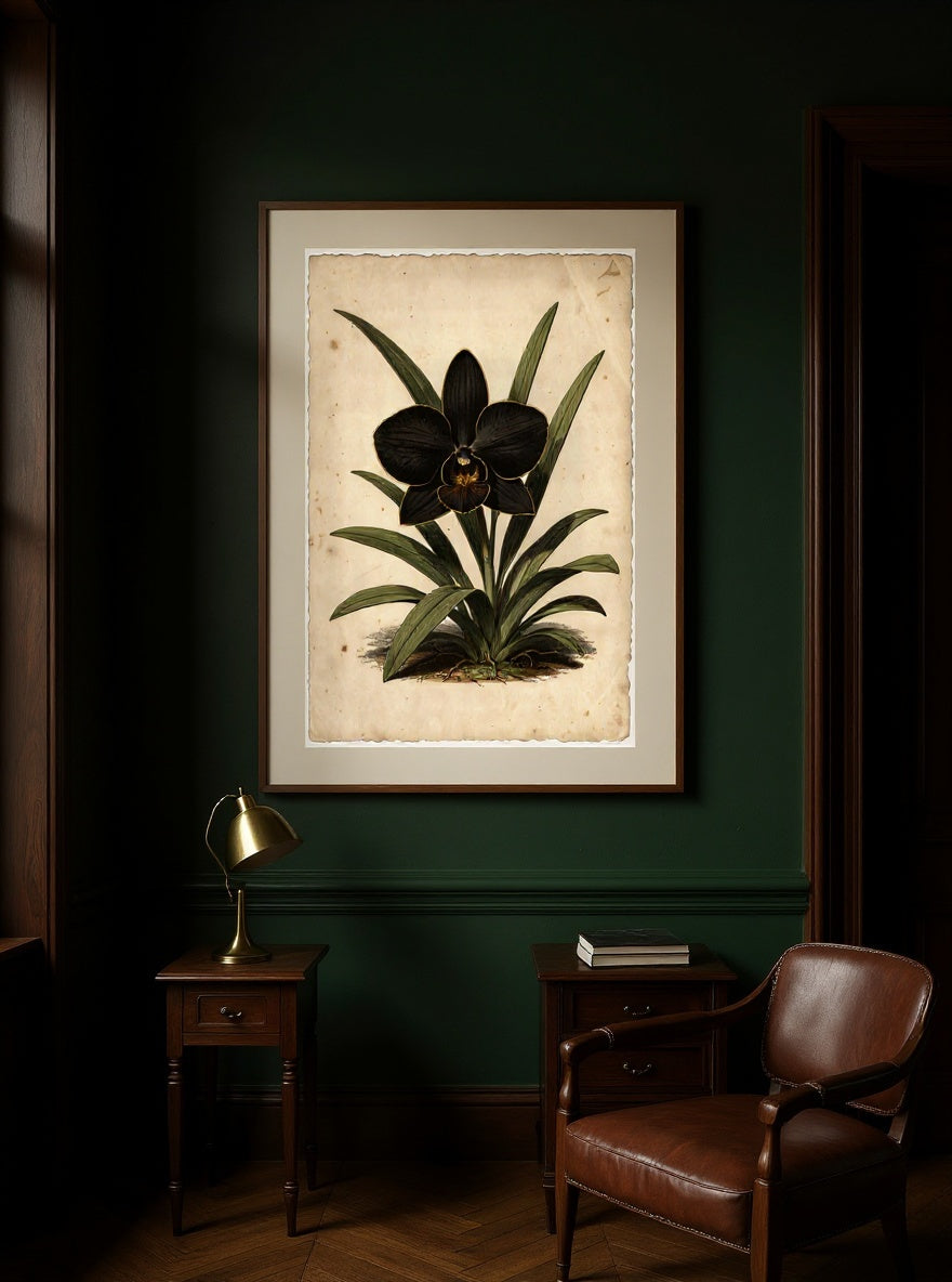 Botanical Study of the Eclipse Orchid, framed in oak with an ivory mat, hanging in a dark academia collector's study