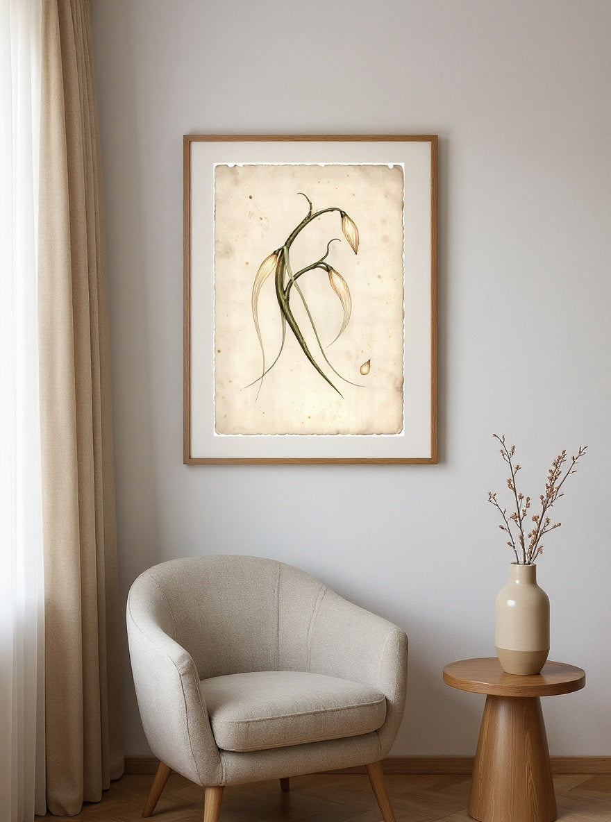 Botanical Study of the Comet Vine, framed in oak with an ivory mat, hanging in a warm reading room